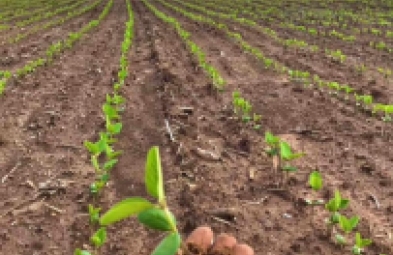 Fazenda para venda em Baixa Grande do Ribeiro